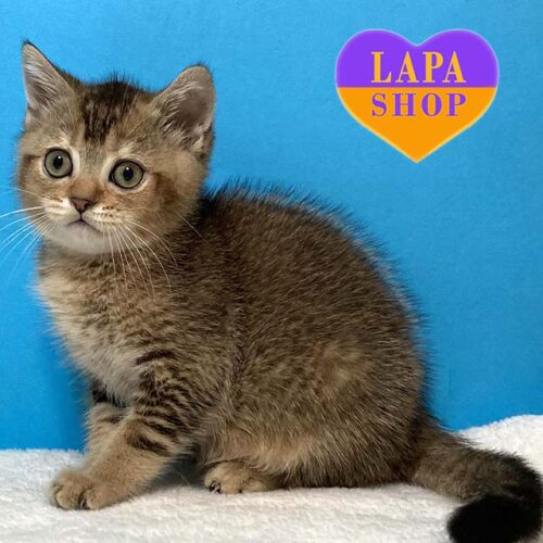 Очаровательный шотландский котенок Холифилд