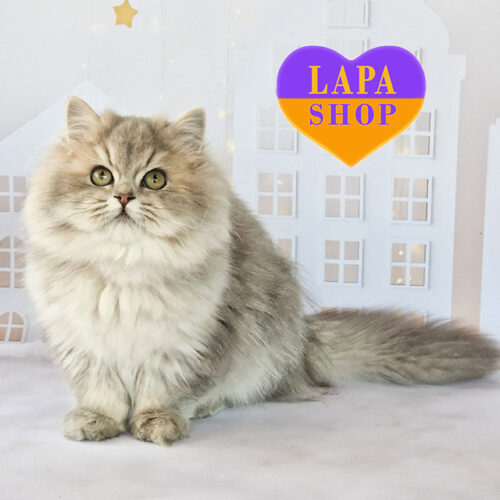 Шерідан — блакитно-золоте британське довгошерсте кошеня