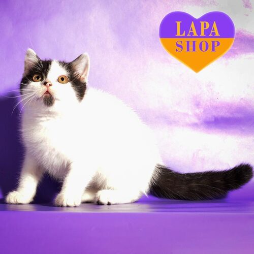 Gentle Scottish Wwhite and Black Kitten Named Barmaleyka