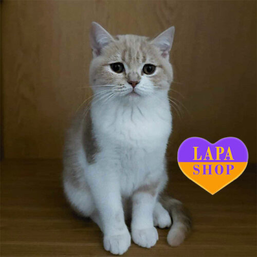 Игривая кошечка шотландской породы Баунти