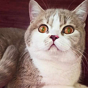 Playful Scottish Kitten Bounty mama sh 2