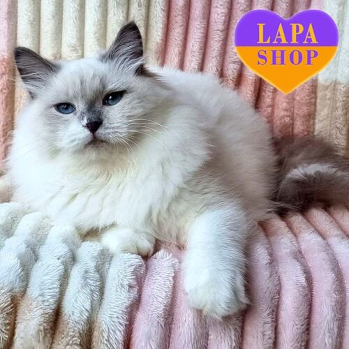 Neva Masquerade Beauty Named Prissy