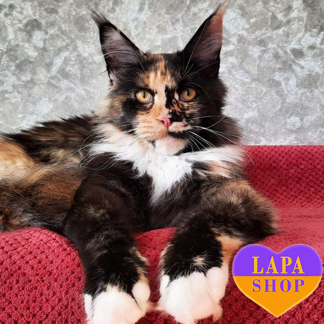 Порода кошек мейн-кун: плюсы и минусы, характер и особенности orlanda2