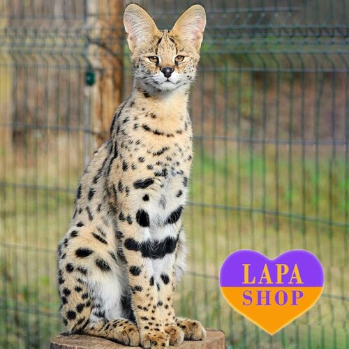 Эксклюзивный котенок сервал Michele