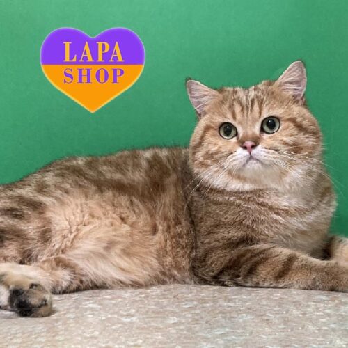 Шотландський зеленоокий красунчик мармурово-золотого забарвлення Гарі