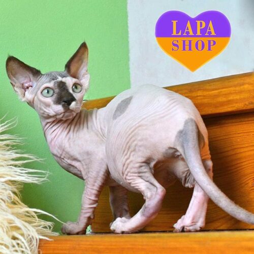 Канадский сфинкс Хелена — красавица окраса шоколадный арлекин