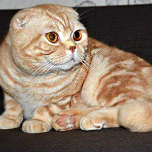 Игривая кошечка шотландской породы Баунти tato sh 1