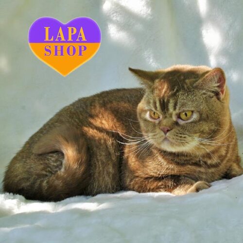 Cute British Kitten Perun in a Cinnamon Fur Coat