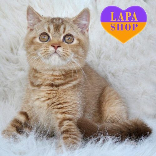 Примавера — чарівна британська кішечка ніжного коричного забарвлення