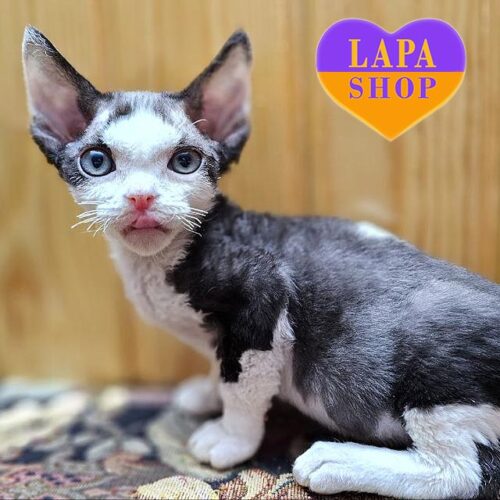 Черно-белый котенок породы девон-рекс Честер