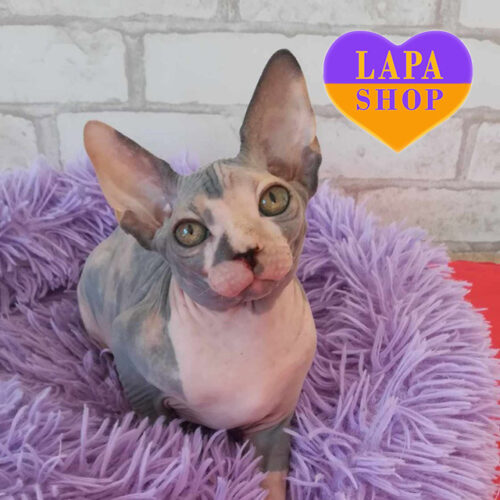 Черепаховая девочка породы канадский сфинкс Жанет ждет семью