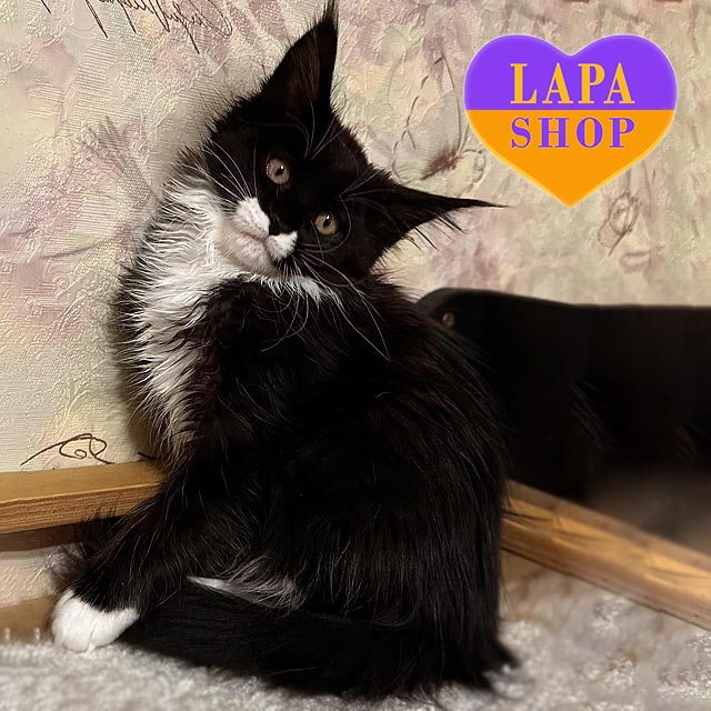 Порода кошек мейн-кун: плюсы и минусы, характер и особенности mco kalyna06 4