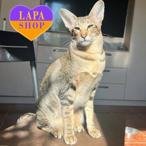 Cute Oriental Kitten from Titled Parents