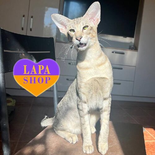 Charming Oriental Kitten from Titled Parents