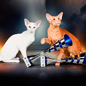 Cute Oriental Kitten from Titled Parents parents1