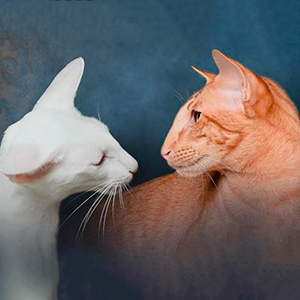 Cute Oriental Kitten from Titled Parents parents2