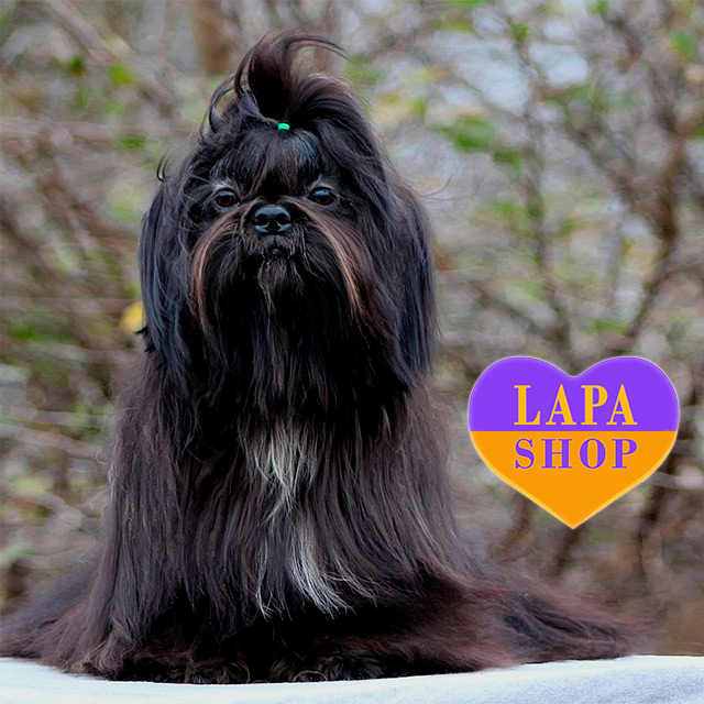 Liverline Shih Poo Puppies Black Three Fluffy Shih Tzu Puppies