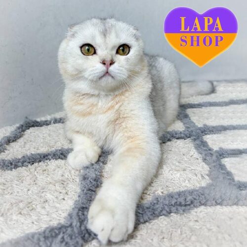 Вислоухий шотландский котик серебристого окраса Никелодеон