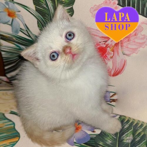 Миле шотландське кошеня ніжного забарвлення Арчі