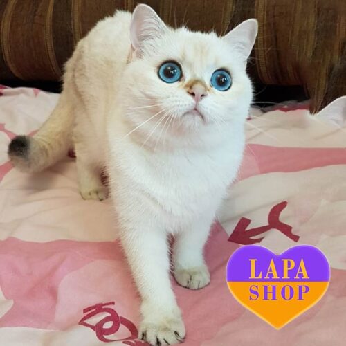 Businka Cute British Kitty in a Silver Fur Coat