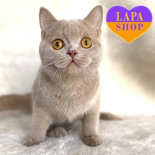 Патрик — спокойный и любознательный шотландский котенок нежного окраса фавн