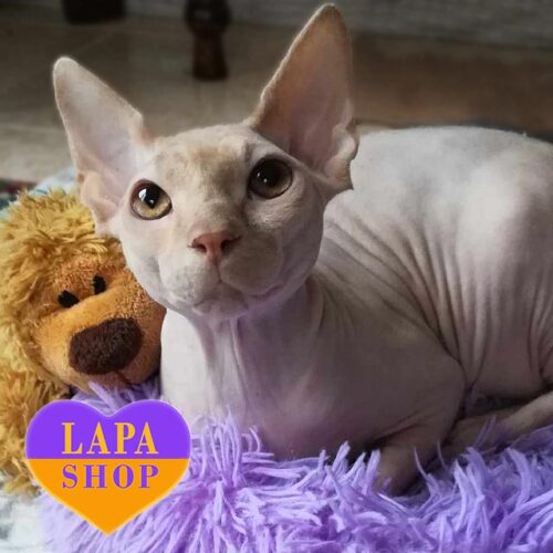 Рыжий котик породы канадский сфинкс Мики