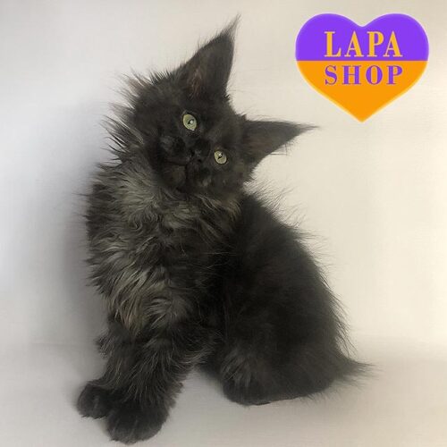 Мила кішечка породи мейн-кун в чорній шубці Кеті