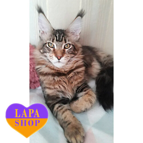 Мармуровий мейн-кун Аріес — ваш майбутній улюбленець