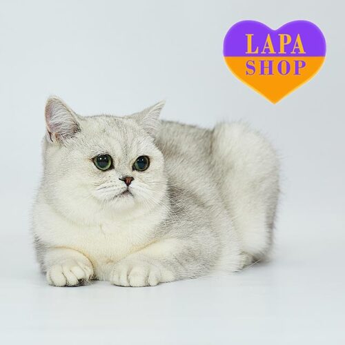 Charming British Kitty Daphnie — She is Your Future Favorite