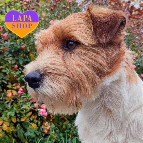 Ваш будущий любимец джек-рассел-терьер Эндлес Джой