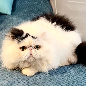 Милая экзотическая кошечка Клеопатра — ваша будущая любимица exo dad