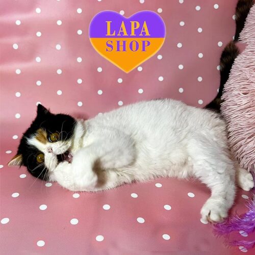 Мила екзотична кішечка Клеопатра — ваша майбутня улюблениця