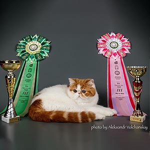 Милая экзотическая кошечка Клеопатра — ваша будущая любимица exo mom