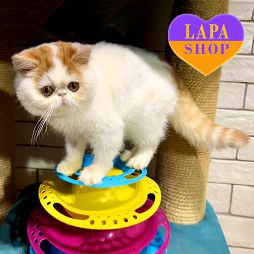 Luxurious Exotic Kitten Ramzes