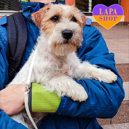 Charming Jack Russell Terrier Puppy Fortuna