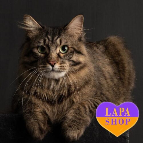 Big  Kurilian Bobtail Hardy — He is Your Future Favorite