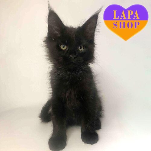 Миле кошеня породи мейн-кун Чак