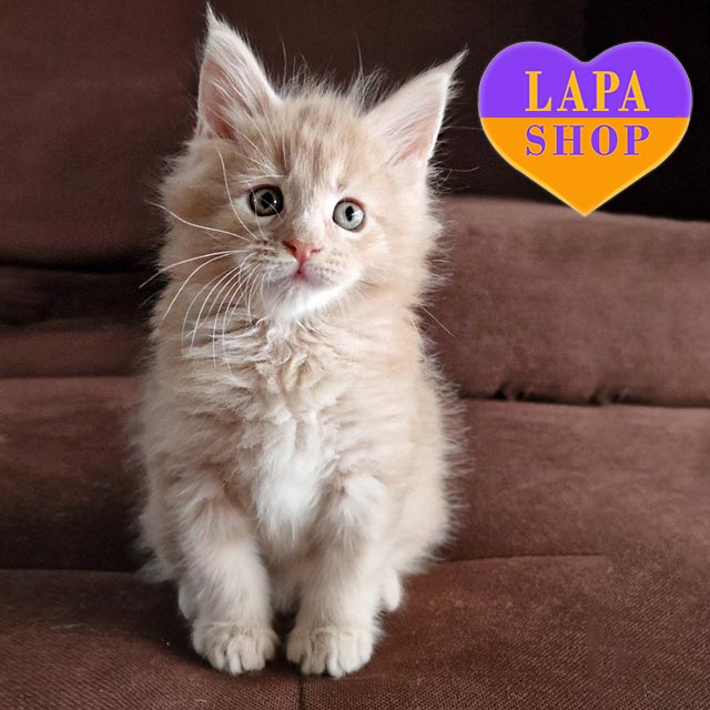 Порода кошек мейн-кун: плюсы и минусы, характер и особенности mco devi12 03