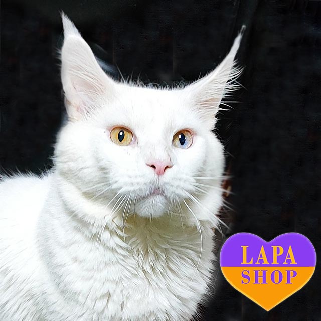 Порода кошек мейн-кун: плюсы и минусы, характер и особенности mco hummer06 05