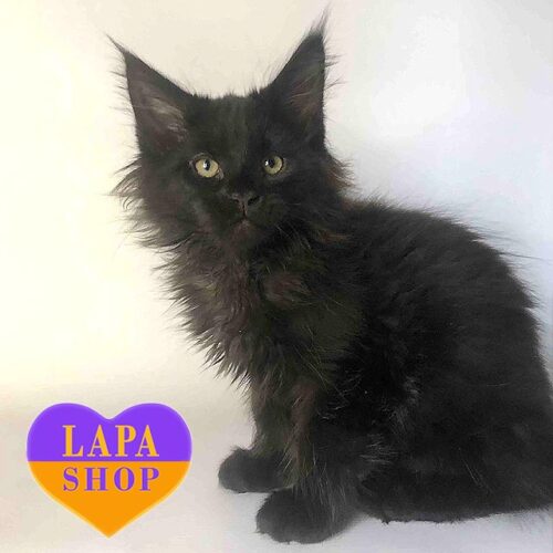 Кліф — чорне кошеня породи мейн-кун