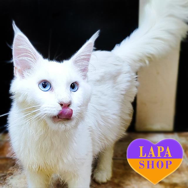 Порода кошек мейн-кун: плюсы и минусы, характер и особенности mco leksus07 04