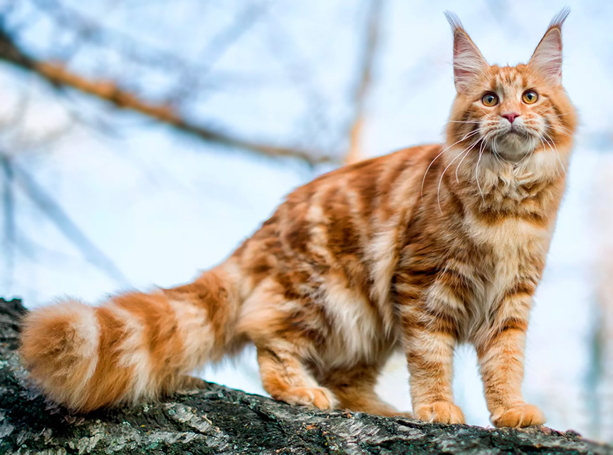 Мармуровий мейн-кун: стандарти забарвлення mco3