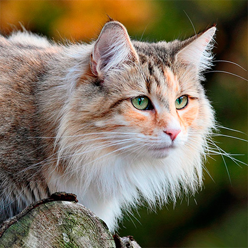 норвежская кошка