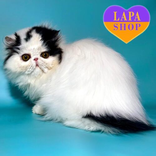 Cute Persian Kitten Coconut — He is Your Future Favorite