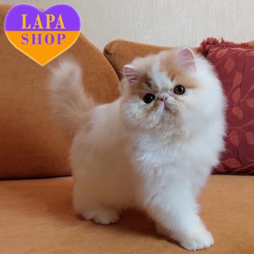 Quentin is a Charming Persian Kitten