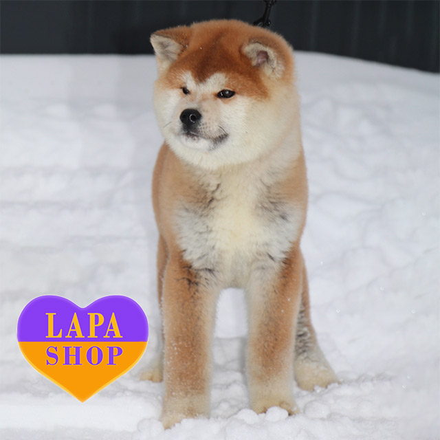 Red Akita Inu Boy Samba