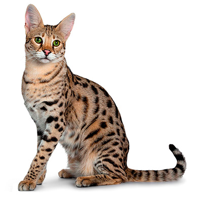 Котята саванна