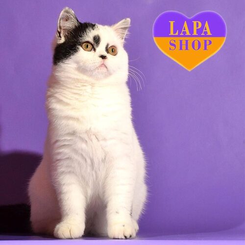 Lapochka is a Very Tame and Gentle Scottish Kitty