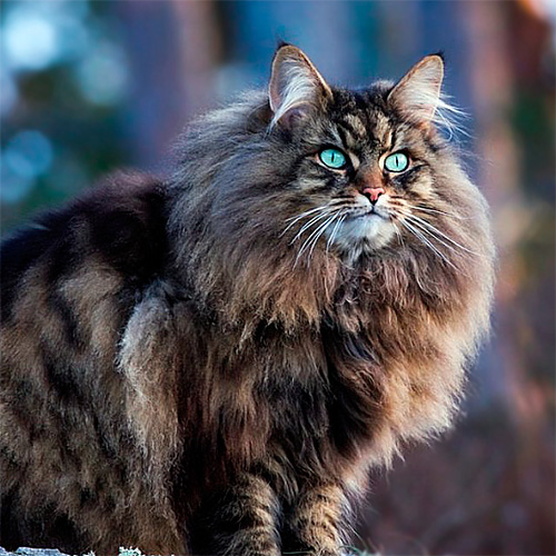 сибирская кошка