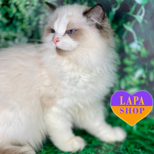 Кошечка породы рэгдолл Султана — ваша будущая любимица